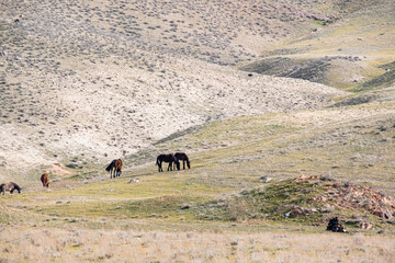 Several horses in the desert landscape of Kazakhstan