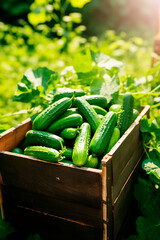 cucumbers in a box in the garden. Selective focus.
