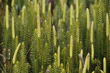 Common club moss (Lycopodium Clavatum) growing in the old forest.