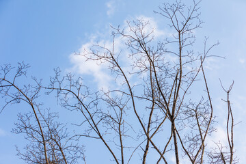 A tree branch with all its leaves gone. Cold winter, sunny day.