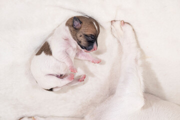 Little sleeping jack Russell terrier puppies. Newborn puppies.