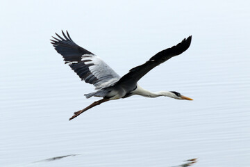 Garça Real Europeia em voo rasante sobre a lagoa de Guaratiba - Maricá - RJ