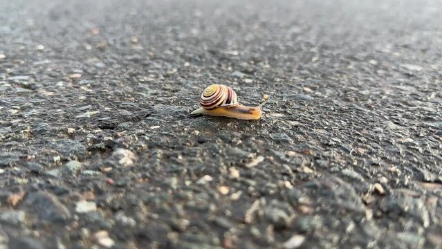 Schnecke auf Stra&szlig;e Asphalt