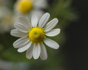 Flores de Manzanilla