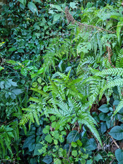 This is a close-up of Jeju Island’s wild fern leaves.