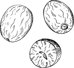 Nutmeg sketch engraved hand drawn vector illustration on isolated background. Drawing Mace plant, spicy nut. Design element for  cooking, medicine, perfumery. For logo, label, print, paper, card