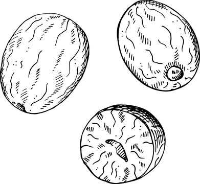 Nutmeg sketch engraved hand drawn vector illustration on isolated background. Drawing Mace plant, spicy nut. Design element for  cooking, medicine, perfumery. For logo, label, print, paper, card