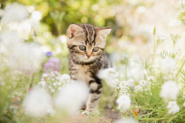 Katze im Frühling: Kleine getigerte Hauskatze erkundet den Garten und spielt  im sonnigen...