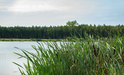Reeds and Cattails at the Water’s Edge