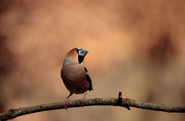 hawfinch