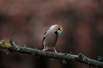 Hawfinch