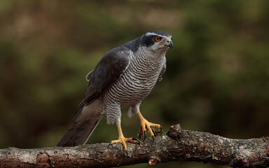 Northern Goshawk