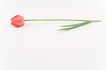 fiore di tulipano rosso arancio con gambo e foglia adagiato su una superficie bianca