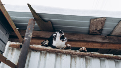 Agressive dog barks attacks want to bite a person, scared animal. Attention. warning, beware of dog in front of a gated home. Security, protection from visitiors burglars


