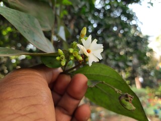 Fototapeta premium Nyctanthes arbor tristis flower. It's other names &nbsp;night blooming jasmine, tree of sorrow flower, coral jasmine and shiuli. Harsigar or parijat flower. White flower. 