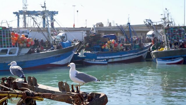 Seagull in the port of Essaouira, Morocco. The lively port is full of fishing boats, bringing in the day's catch, while seagulls circle overhead. People in background are unrecognizable.