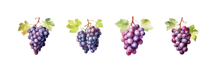 Watercolor grapes set. Vector illustration design.