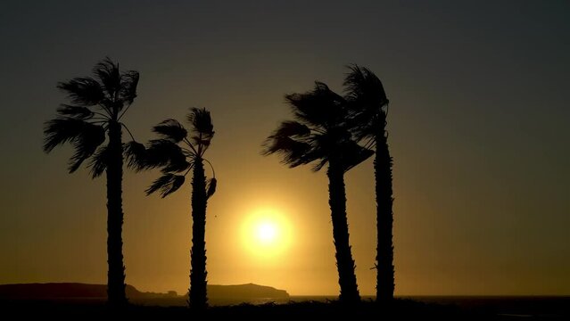 Silhouettes of palm tress during sunset at the beach of Essaouira city, Morocco. The town's beaches attract both surfers and people who want to enjoy the sea