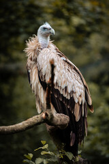 Himalayan vulture