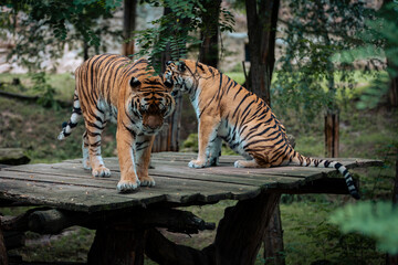 Two Siberian tigers
