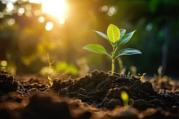 Nurturing nature promise young seedling sprouting from rich fertile soil. Green beginnings. Close up of tiny symbolizing growth and life. Sustainable agriculture. Fresh emerging from earth embrace
