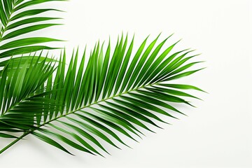 Green serenity Palm tree leaves isolated against a pristine white