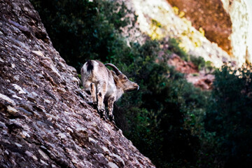 Goat in the mountain of Monterrat