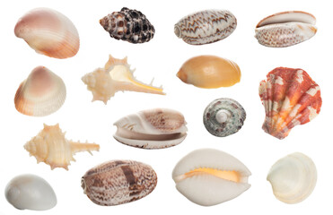 Seashell collection isolated on white background close up