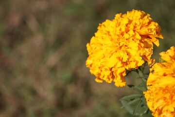 Closeup of a yellow marigold in a field