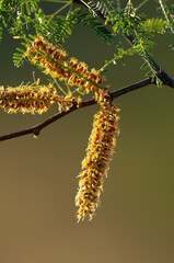 Calden Flower in Pampas forest environment, La Pampa Province, Patagonia, Argentina.
