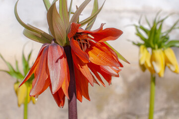 Fritillaria imperialis, the crown imperial, imperial fritillary or Kaiser's crown. Blooming crown...