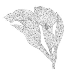 Calla lily  flowers and leaves   outline low-polygon herbaceous perennial ornamental  on a white background    vector illustration editable hand draw
