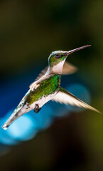 Hummingbird flying and blurred background.
