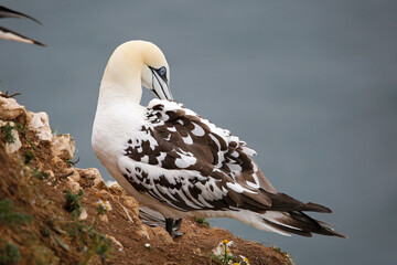 Young Gannet preening feathers at Bempton Cliffs, Yorkshire, England.