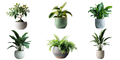 Set of Green plants in potted for interior decoration isolated on transparent png background, Houseplant for decorated in bedroom or living room, minimal natural health concept.