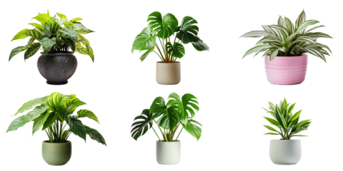 Set of Green plants in potted for interior decoration isolated on transparent png background, Houseplant for decorated in bedroom or living room, minimal natural health concept.
