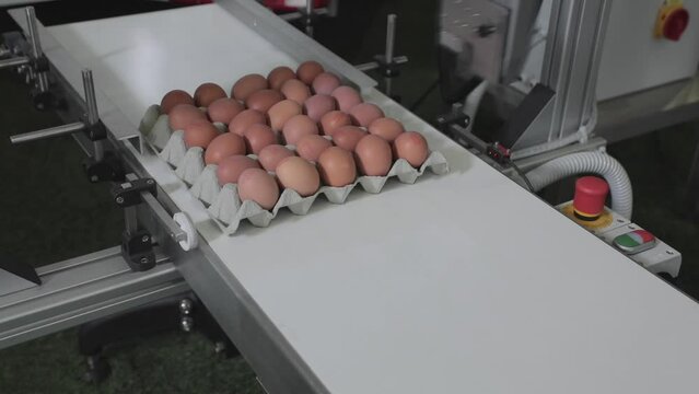 Eggs in Carton at Conveyor Belt Date Code Printer