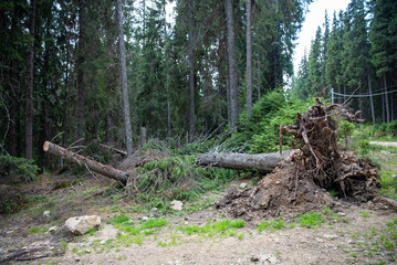 Forest in the Carpathian mountains