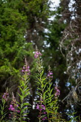 Flower in the Forest in the Carpathian mountains