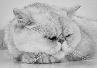 a large cat lying down with his eyes closed and eyes closed