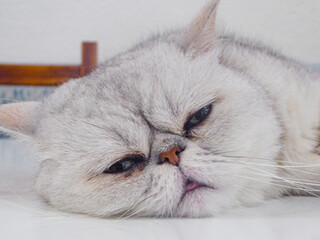 the cat is relaxing on the bed with its eyes closed