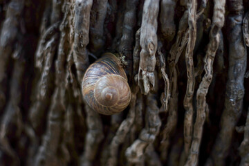 Snail resting in the trunk of a palm tree