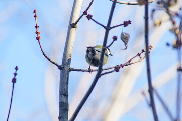 Little titmouse on a tree in winter