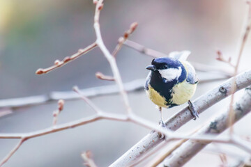 Little titmouse on a tree in winter