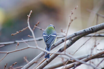 Little titmouse on a tree in winter