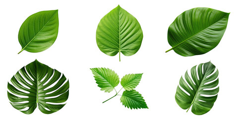 Natural of Tropical green leaves of leaf isolated on transparent png background, varies different of plant botanical. - Powered by Adobe