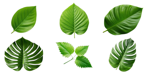 Natural of Tropical green leaves of leaf isolated on transparent png background, varies different of plant botanical.