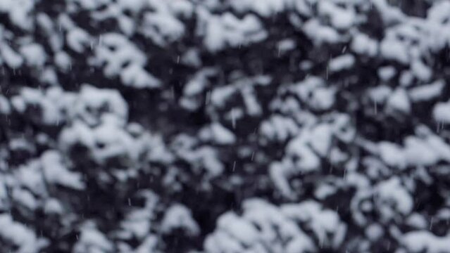 Blizzard - Heavy Snow Storm detail in SLOW MOTION HD VIDEO. Wild falling snowflakes in the wind. Low depth of field and blurred pine trees in the background. Close-up. Quarter speed.