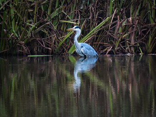 great blue heron
