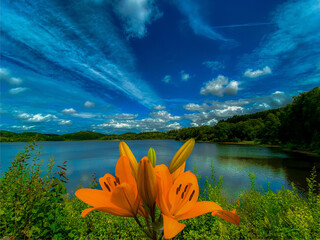 Flower at lake with orange color